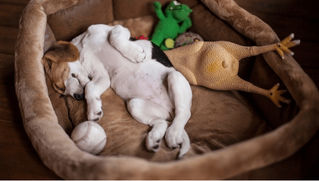 Factors to Consider When Choosing the Right Bed for Your Dog